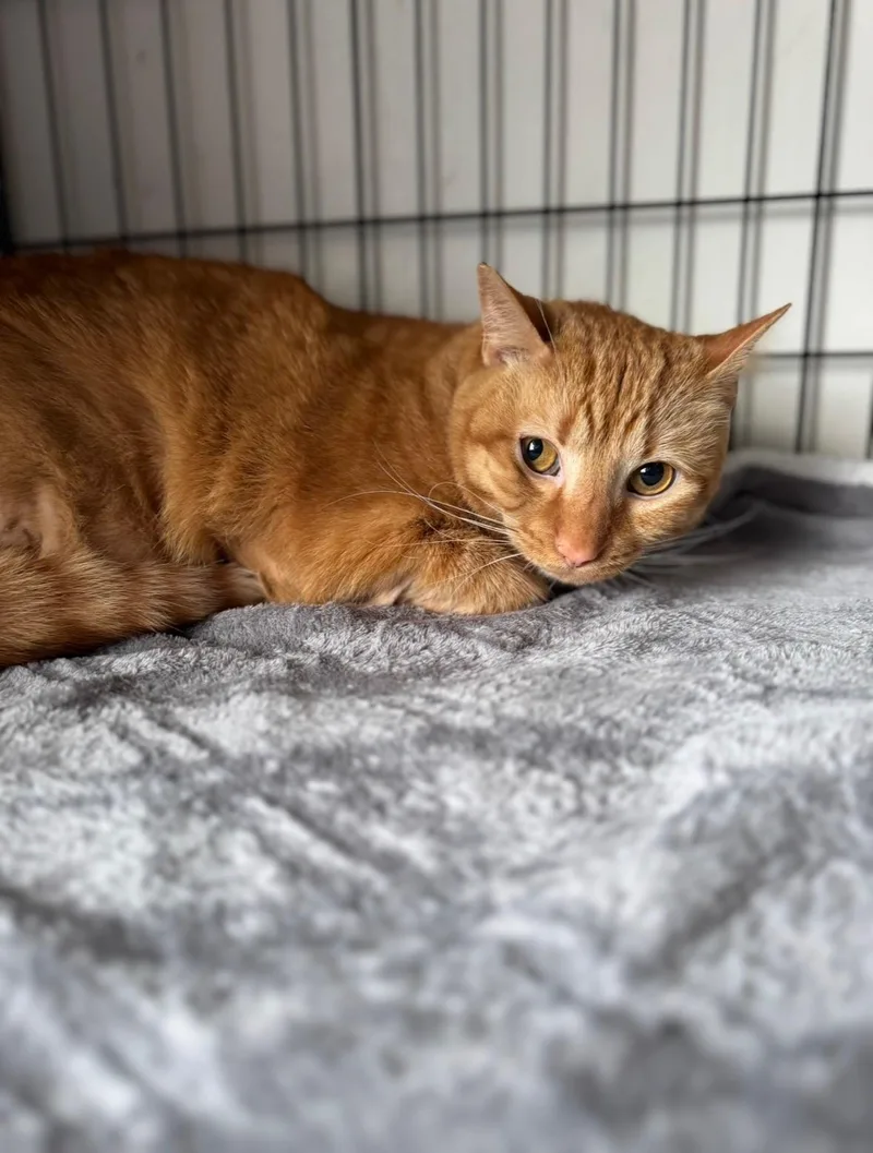 An adult extra large-sized male Domestic Short Hair cat named Auggie for adoption in Lynchburg, TN