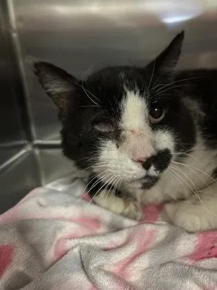 An adult medium-sized male Black Domestic Short Hair cat named Theodore for adoption in Red Bluff, CA