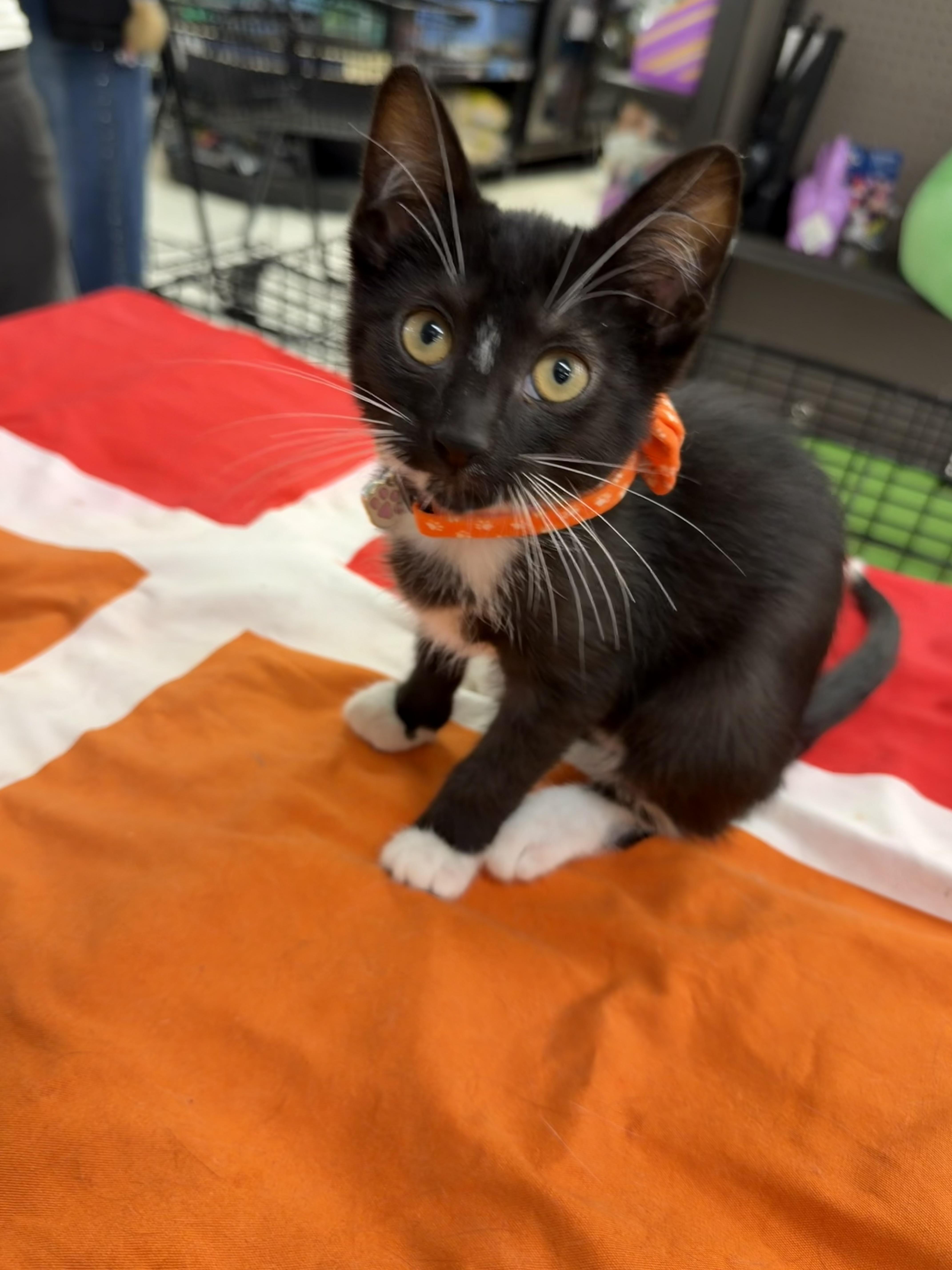 A baby small-sized female Black & White / Tuxedo Domestic Short Hair cat named Bido for adoption in Syosset, NY
