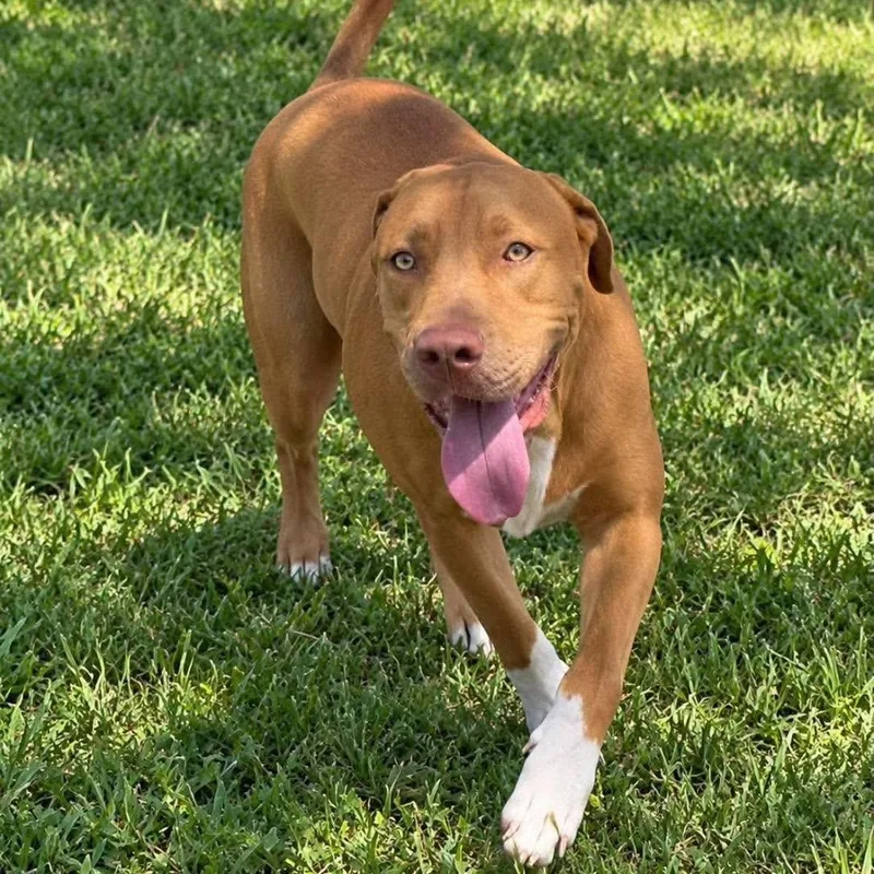 A young medium-sized male Labrador Retriever dog named Caleb for adoption in PLAINFIELD, CT