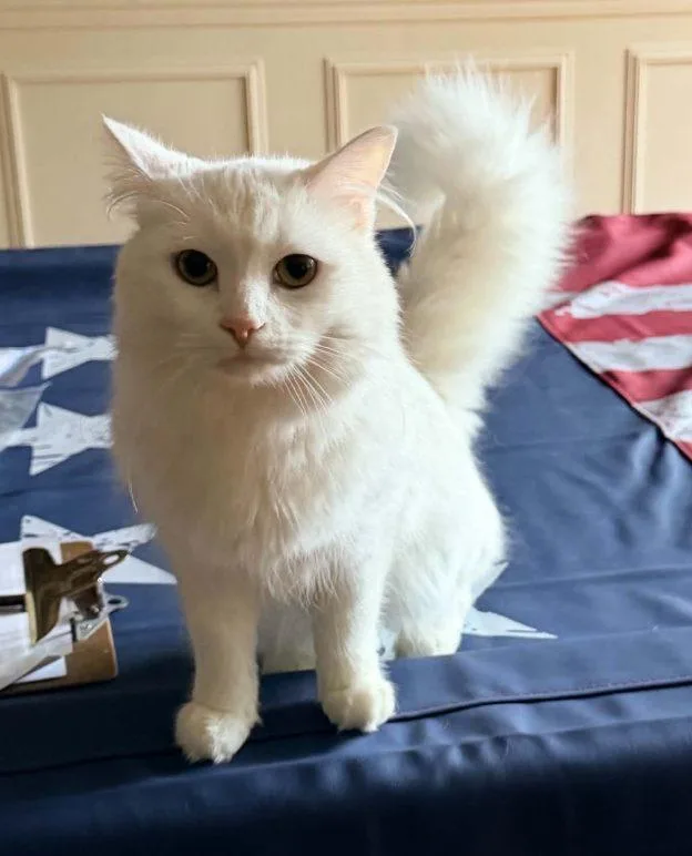 A young medium-sized female White Domestic Long Hair cat named Nova for adoption in Anchorage, AK