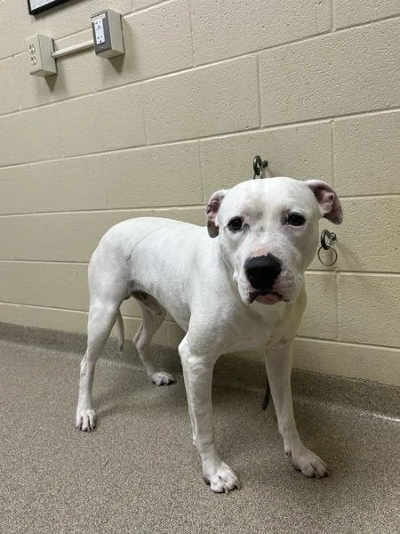 An adult large-sized male American Staffordshire Terrier dog named Kaine for adoption in Virginia Beach, VA