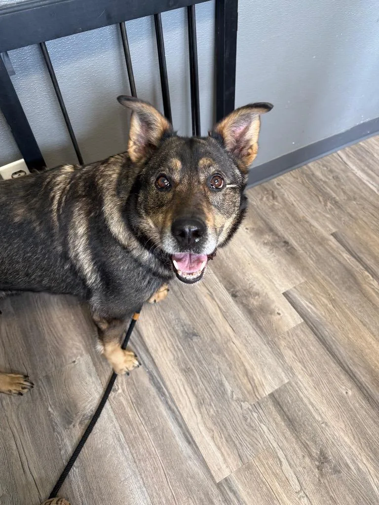 An adult large-sized female German Shepherd Dog dog named Shiloh for adoption in Lagrange, IN