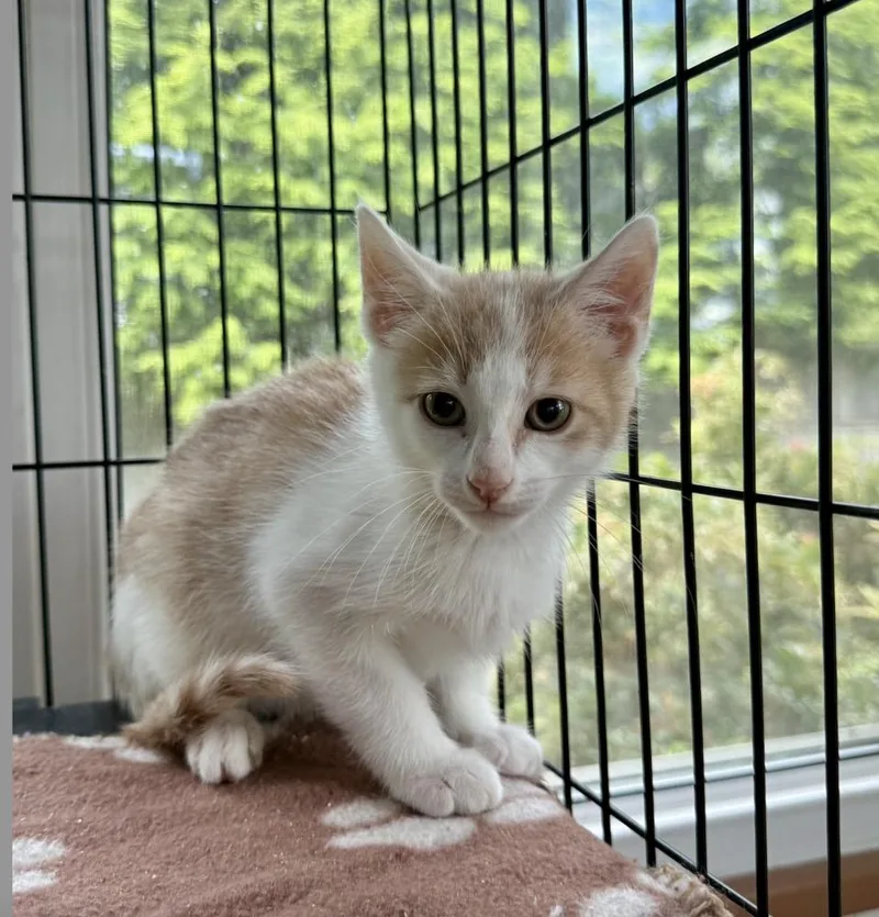 A baby small-sized male Orange & White Domestic Short Hair cat named Butterscotch for adoption in Oradell, NJ