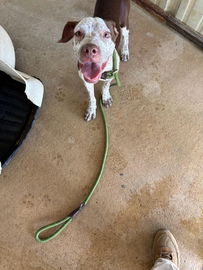 A baby medium-sized male Pit Bull Terrier dog named Terminator for adoption in Ada, OK