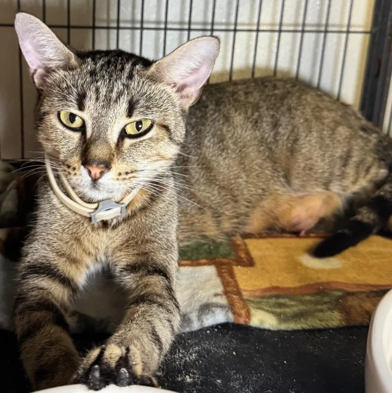 A young medium-sized female Domestic Short Hair cat named Skettles for adoption in Saginaw, MI