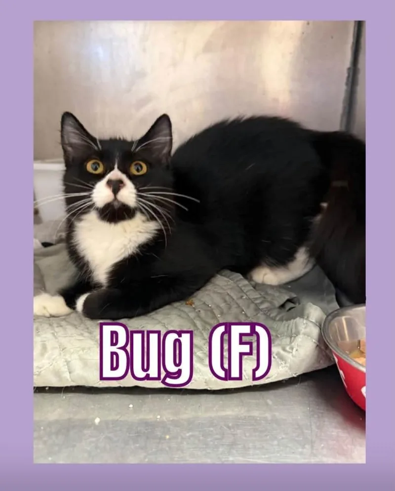 A baby small-sized female Domestic Short Hair cat named Bug for adoption in Bossier City, LA