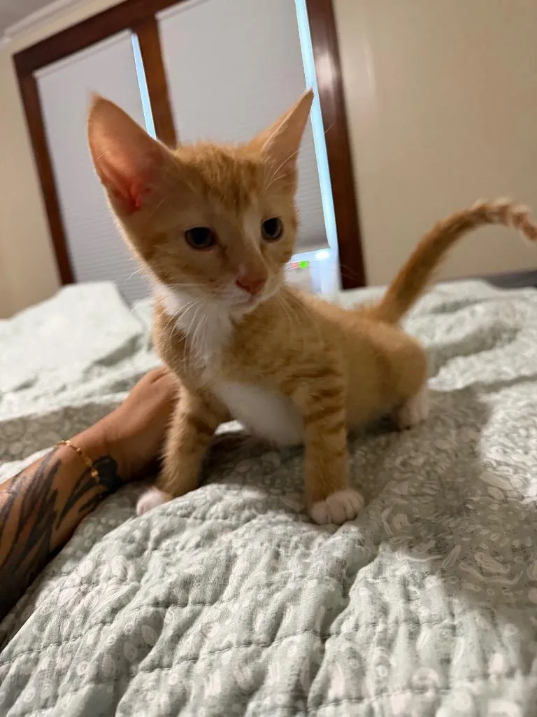 A baby small-sized male Domestic Medium Hair cat named Wayne for adoption in Meriden, CT
