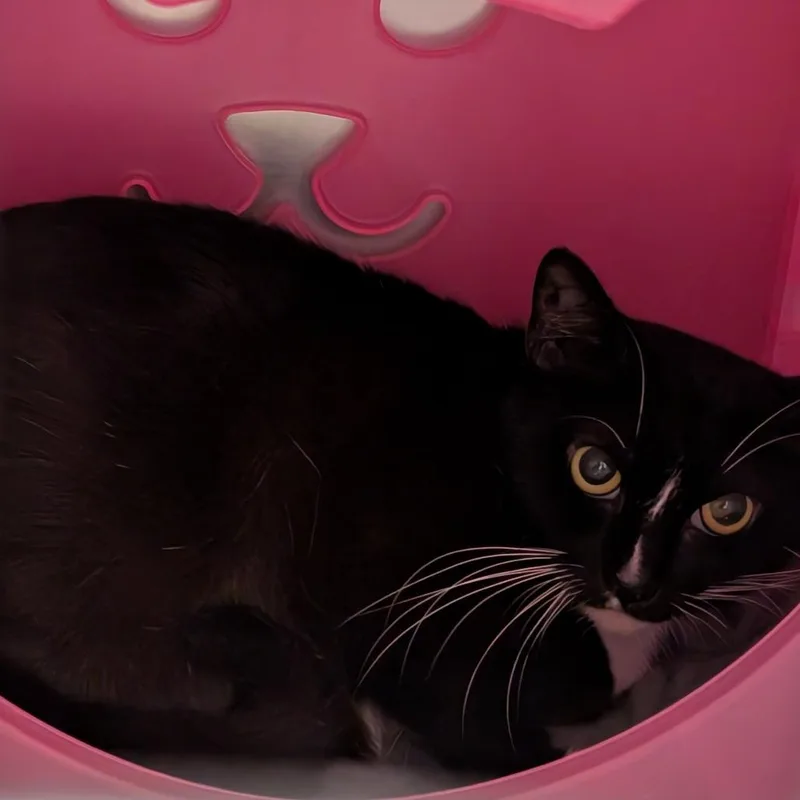 An adult medium-sized female Black Domestic Short Hair cat named Breadstick for adoption in Titusville, FL