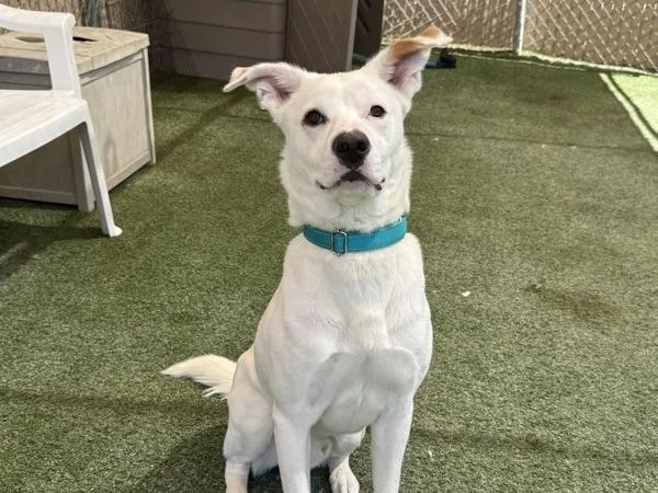 An adult medium-sized male Australian Shepherd dog named Mr. Duke for adoption in Oceanside, CA
