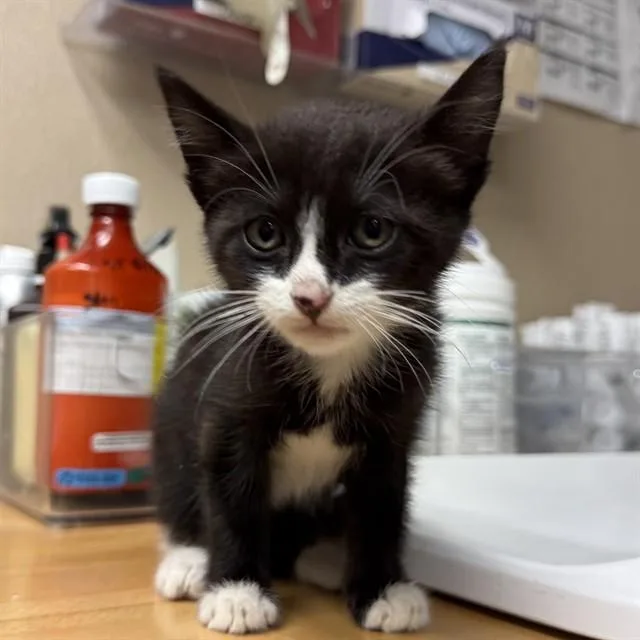 A baby small-sized male Domestic Short Hair cat named A for adoption in Rancho Cucamonga, CA