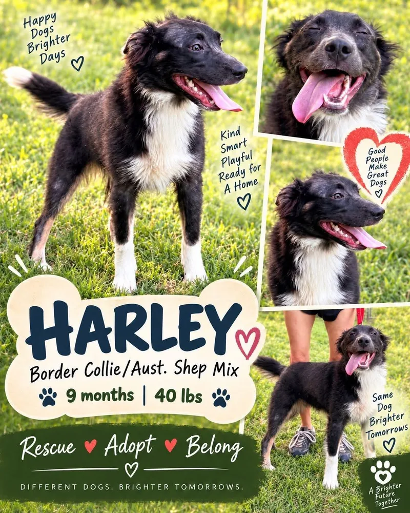 A young medium-sized male Border Collie dog named Harley for adoption in Jackson, TN