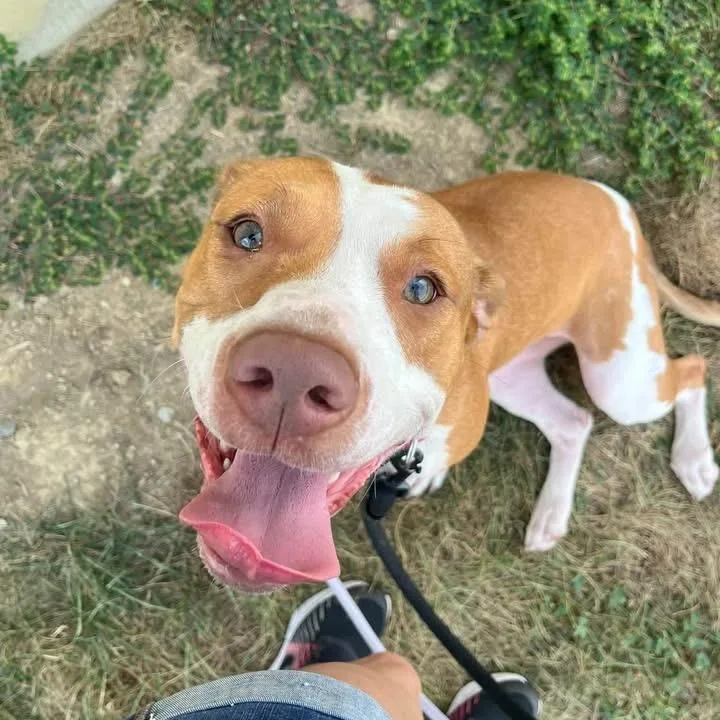 An adult medium-sized female Hound dog named Iridessa for adoption in Batavia, OH