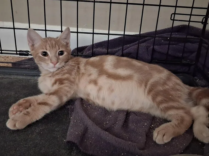 A young medium-sized male Tabby (Orange / Red) Domestic Short Hair cat named Edward for adoption in Greensboro, NC