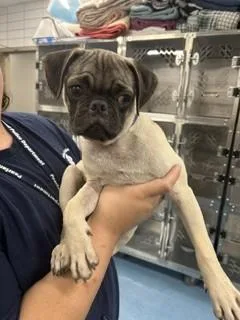 A baby small-sized male Pug dog named Chico for adoption in Pearland, TX