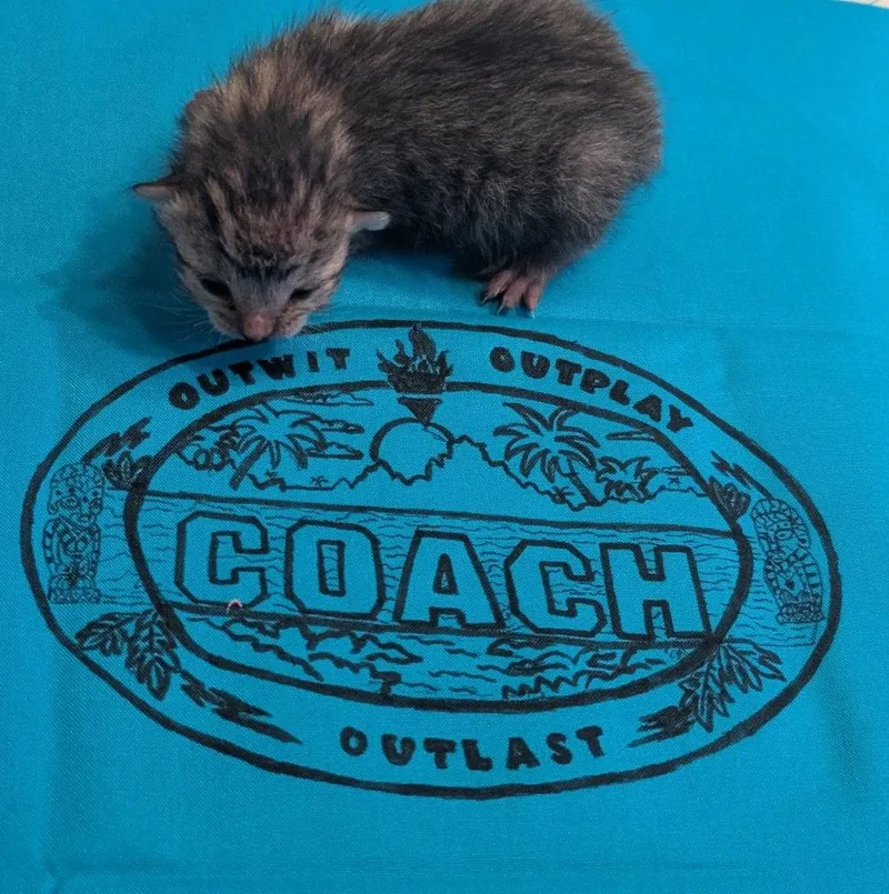 A baby small-sized male Domestic Short Hair cat named Coach for adoption in Saint George, UT