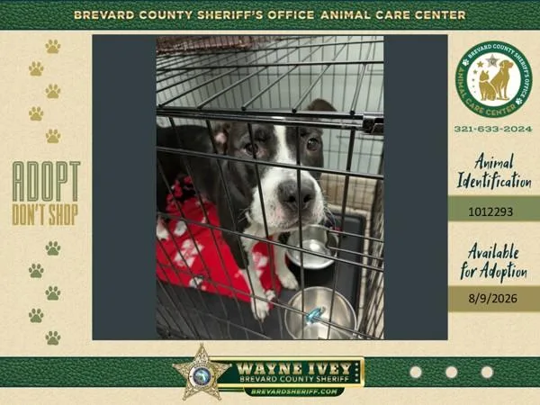 An adult large-sized female Mixed Breed dog named Gen for adoption in Melbourne, FL
