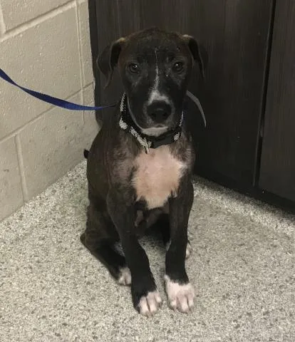 A young small-sized male Black Mouth Cur dog named Elliot for adoption in Conroe, TX