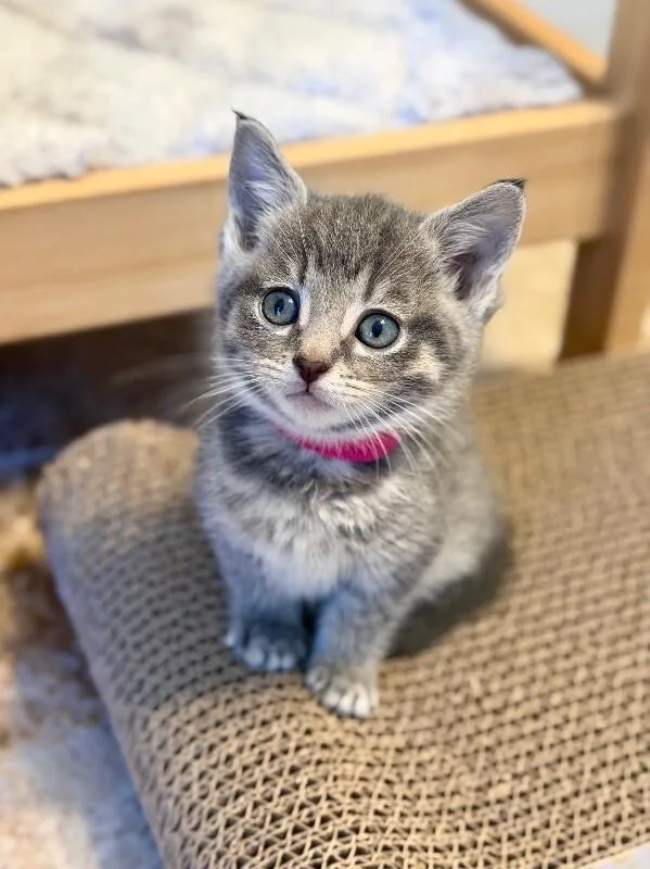 A baby small-sized female Tabby (Gray / Blue / Silver) Domestic Medium Hair cat named Carol Burnett for adoption in Fruit Heights, UT