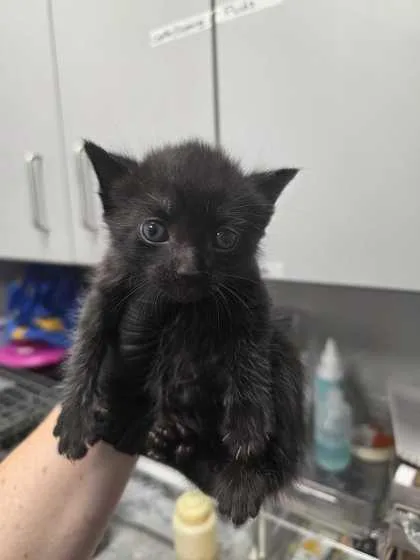 A baby small-sized male Domestic Short Hair cat named Cyan for adoption in Sevierville, TN