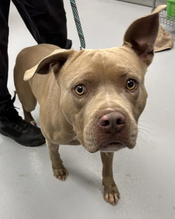 An adult large-sized male Pit Bull Terrier dog named Icc for adoption in Lawrenceville, GA