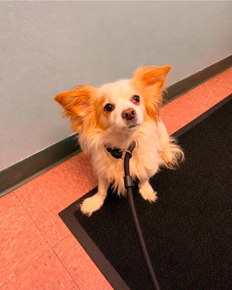 A young medium-sized female Mixed Breed dog named Gina for adoption in Wabash, IN