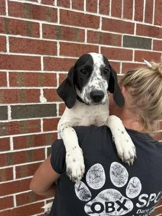 A baby large-sized female Mixed Breed dog named Nova for adoption in Manteo, NC