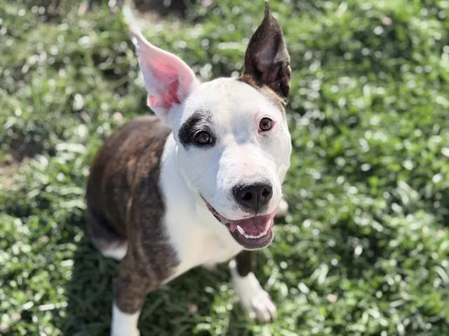 A young medium-sized female Bull Terrier dog named Percy for adoption in Fairfield, CA