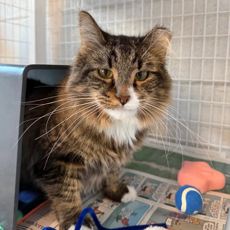 An adult medium-sized male Brown / Chocolate Domestic Short Hair cat named Rocky for adoption in Chicago, IL