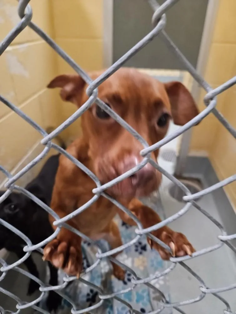 A young small-sized female Pit Bull Terrier dog named Samwise for adoption in Tulsa, OK