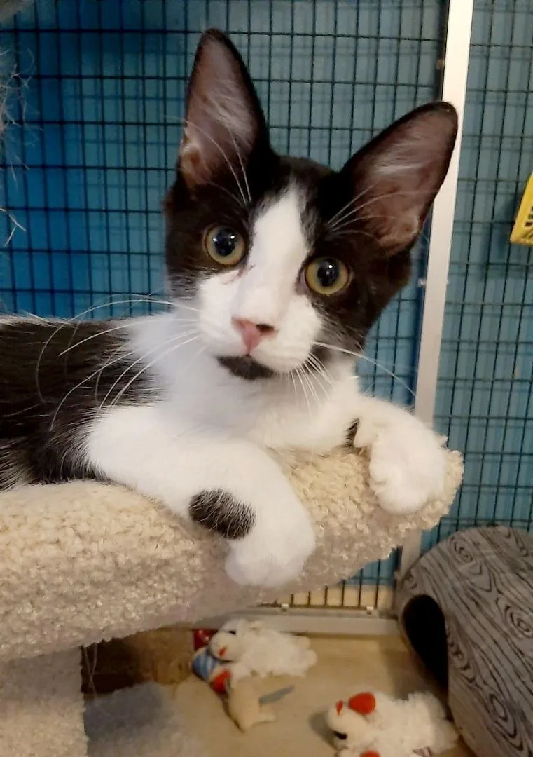 Captain Crunch thumbnail 2