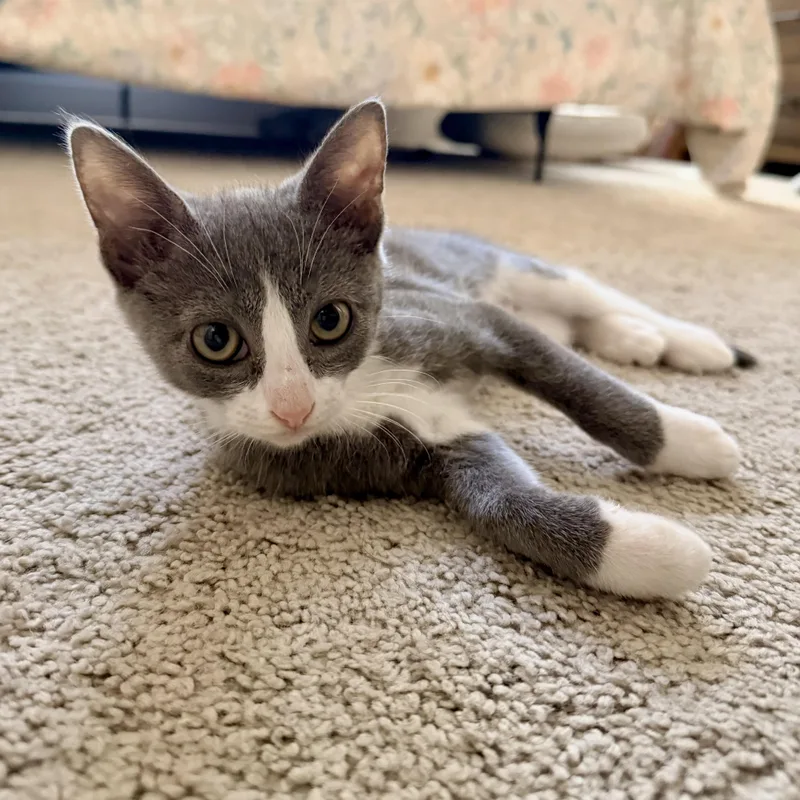 A baby small-sized male Gray & White Domestic Short Hair cat named Paradox for adoption in Richmond, VA