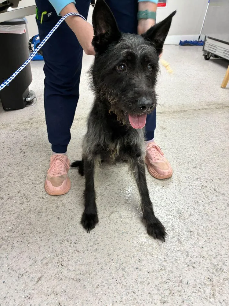 A young medium-sized female Terrier dog named Dawn for adoption in Marietta, GA