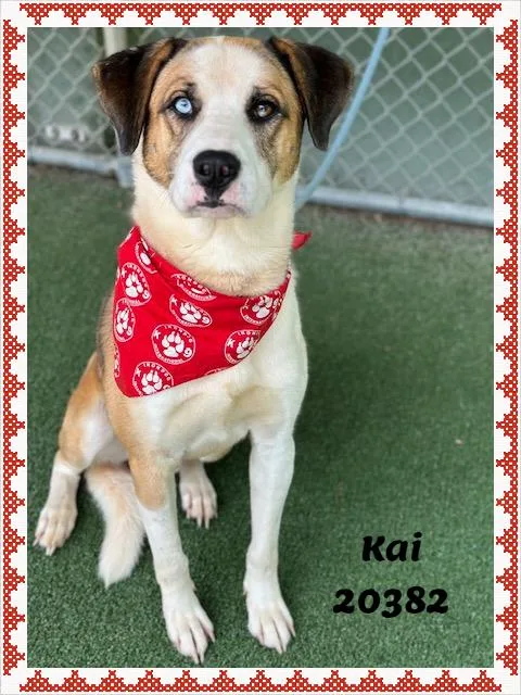 Kai