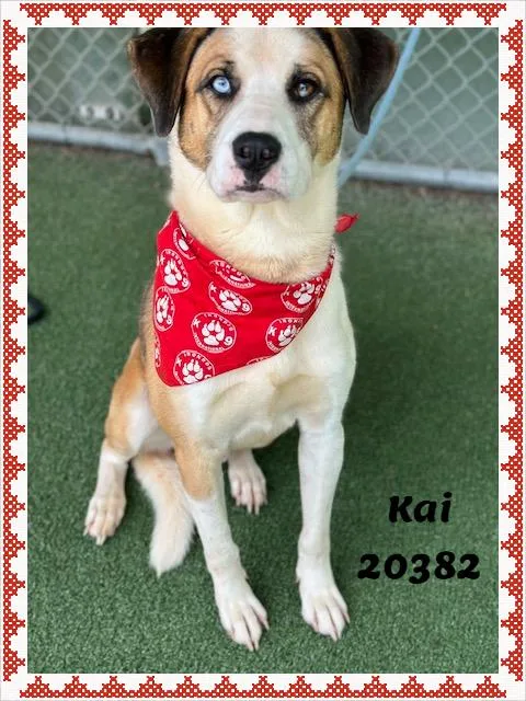 Kai thumbnail 3