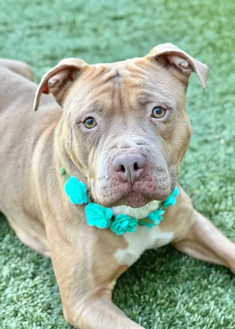 An adult medium-sized female Yellow / Tan / Blond / Fawn Pit Bull Terrier dog named Alana for adoption in Dublin, CA