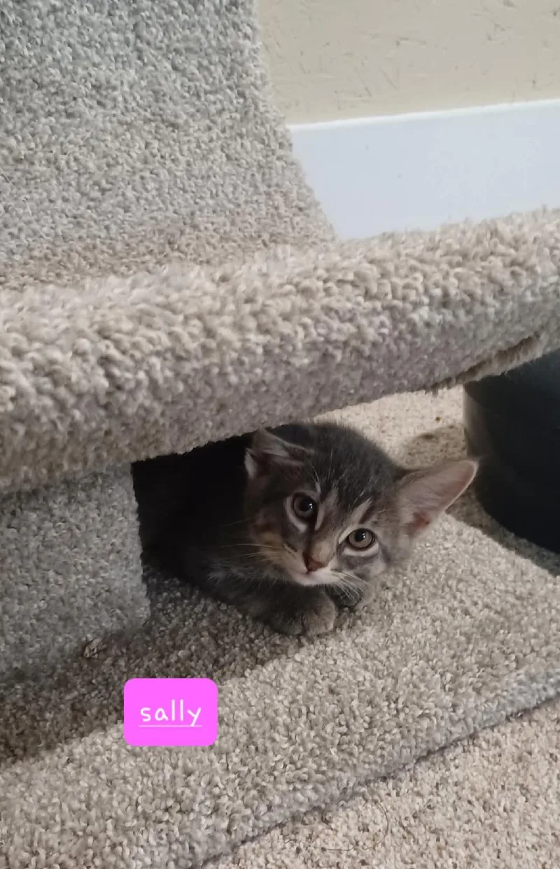 Sally thumbnail 2