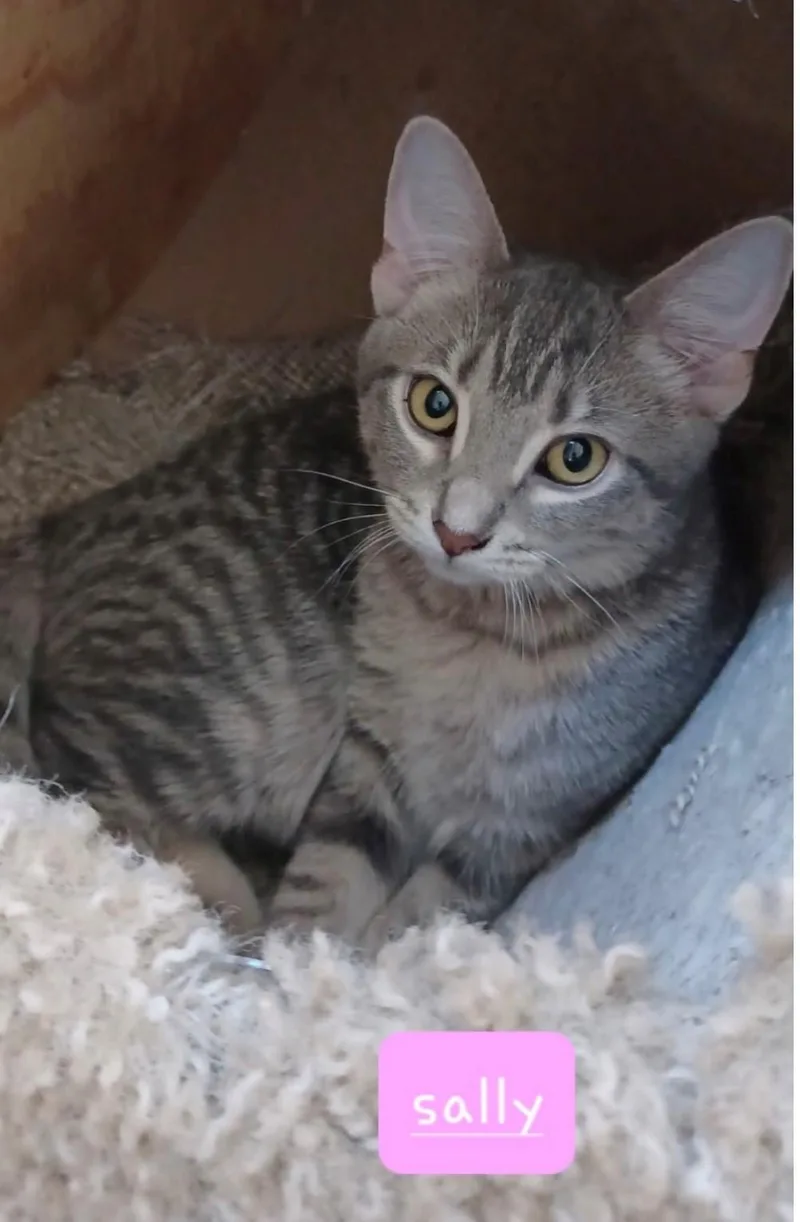 A young medium-sized female Tabby (Gray / Blue / Silver) Domestic Short Hair cat named Sally for adoption in Walworth, WI