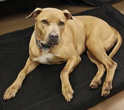 An adult medium-sized female Golden Mixed Breed dog named Lilikoi for adoption in Houston, TX