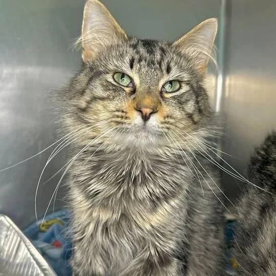 A young medium-sized male Brown / Chocolate Domestic Medium Hair cat named Panthro for adoption in Matteson, IL