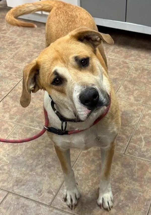 An adult extra large-sized female Anatolian Shepherd dog named Stevie Nicks for adoption in Littleton, CO