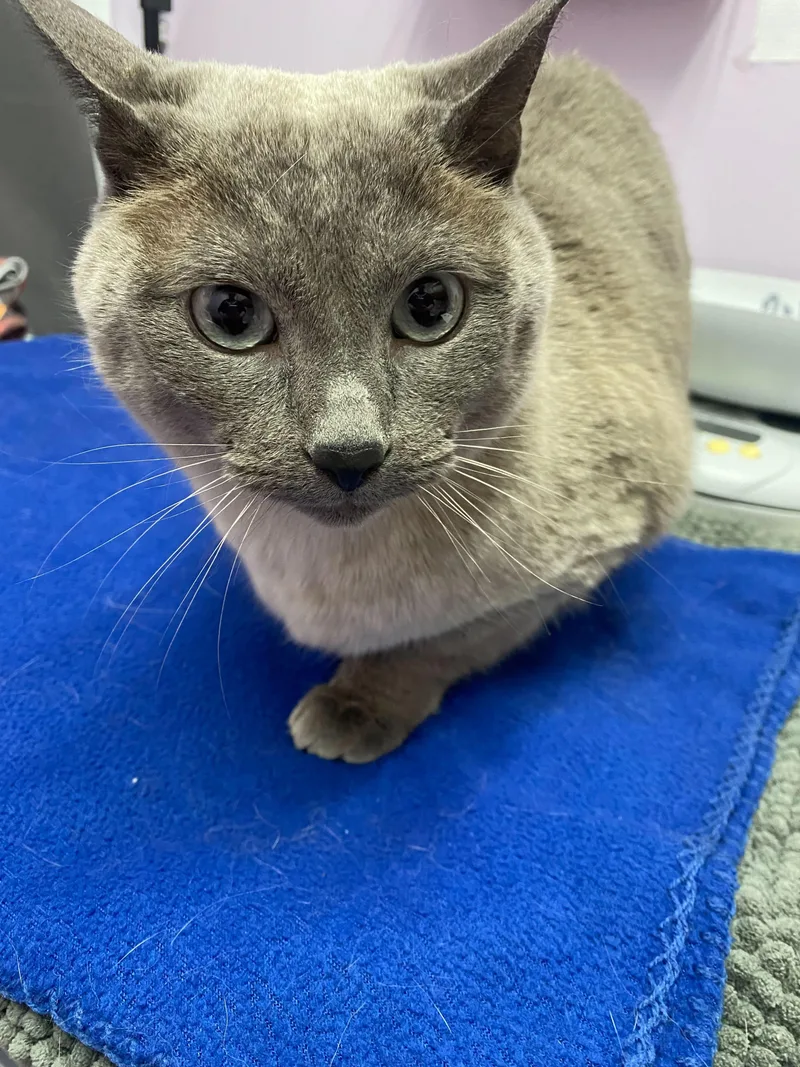 An adult extra large-sized male Siamese cat named Penny for adoption in Lakewood, CO