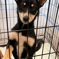 A baby medium-sized female Black Mixed Breed dog named Montana for adoption in Quitman, TX