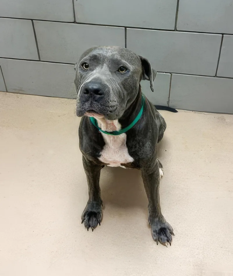 An adult medium-sized female Gray / Blue / Silver Mixed Breed dog named Jupiter for adoption in Nashville, TN