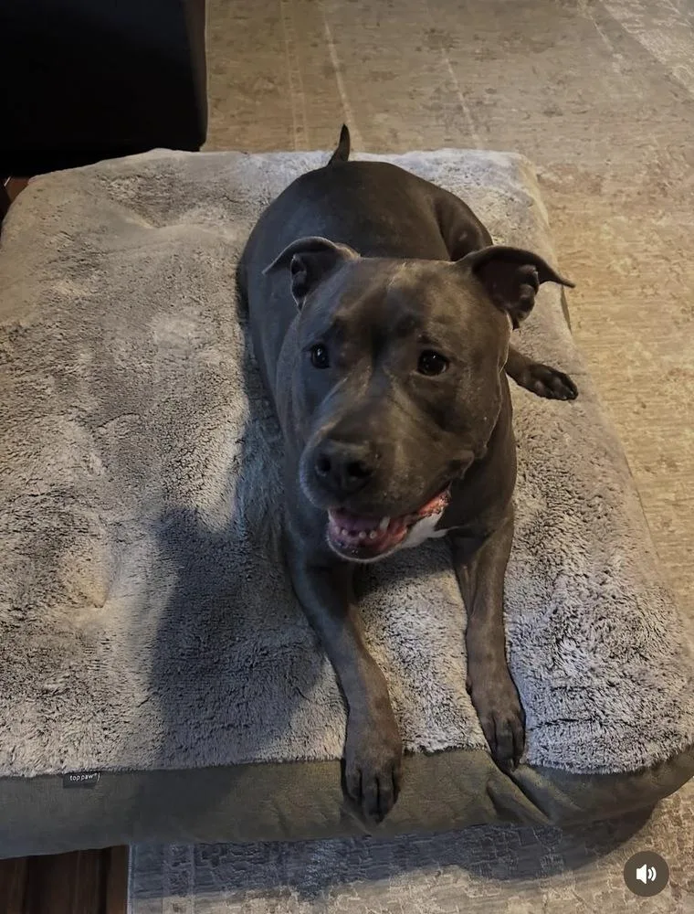 A senior large-sized female American Bully dog named Skye for adoption in Pottstown, PA