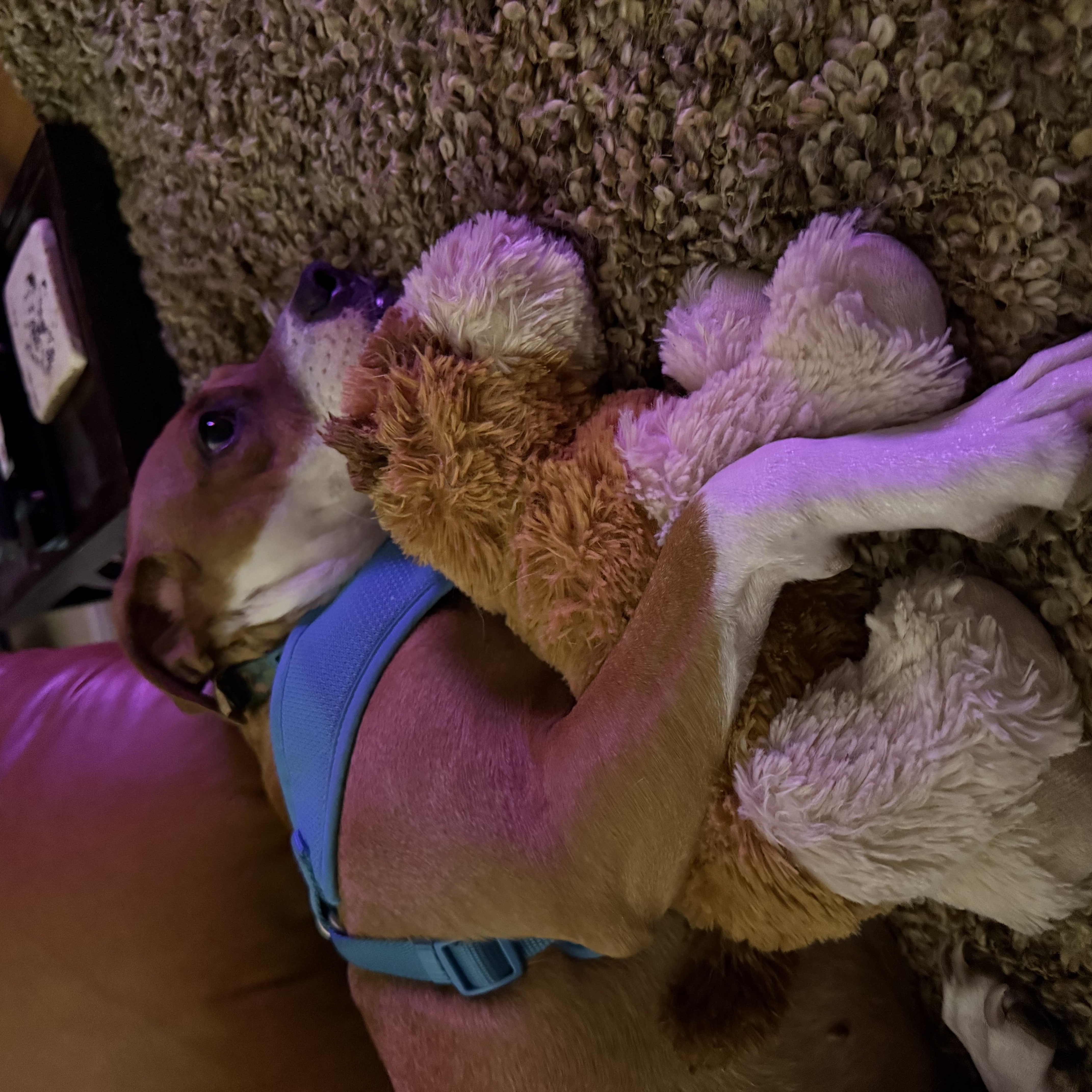 An adult medium-sized female Brown / Chocolate Beagle dog named Kanga for adoption in San Antonio, TX