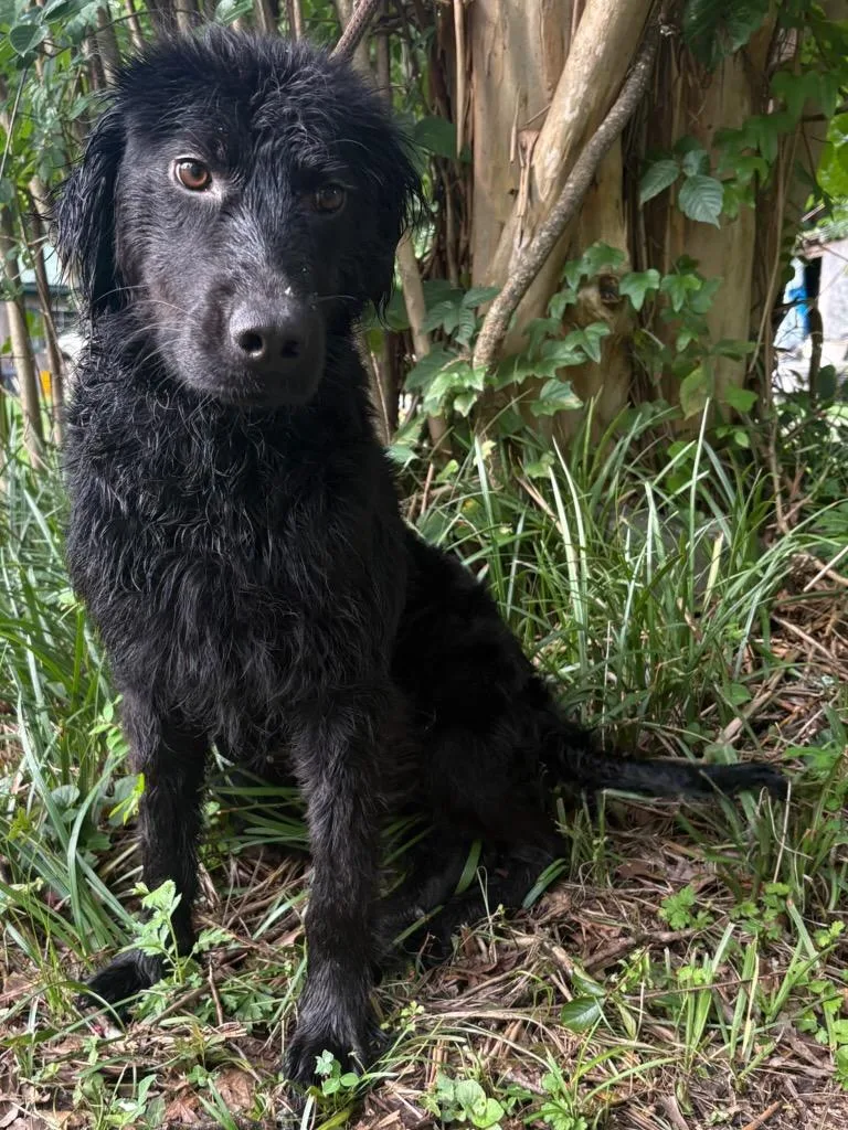 A young large-sized female Labradoodle dog named Karen for adoption in Fosters, AL