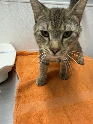 An adult small-sized male Domestic Short Hair cat named Snickers for adoption in West Chester, PA