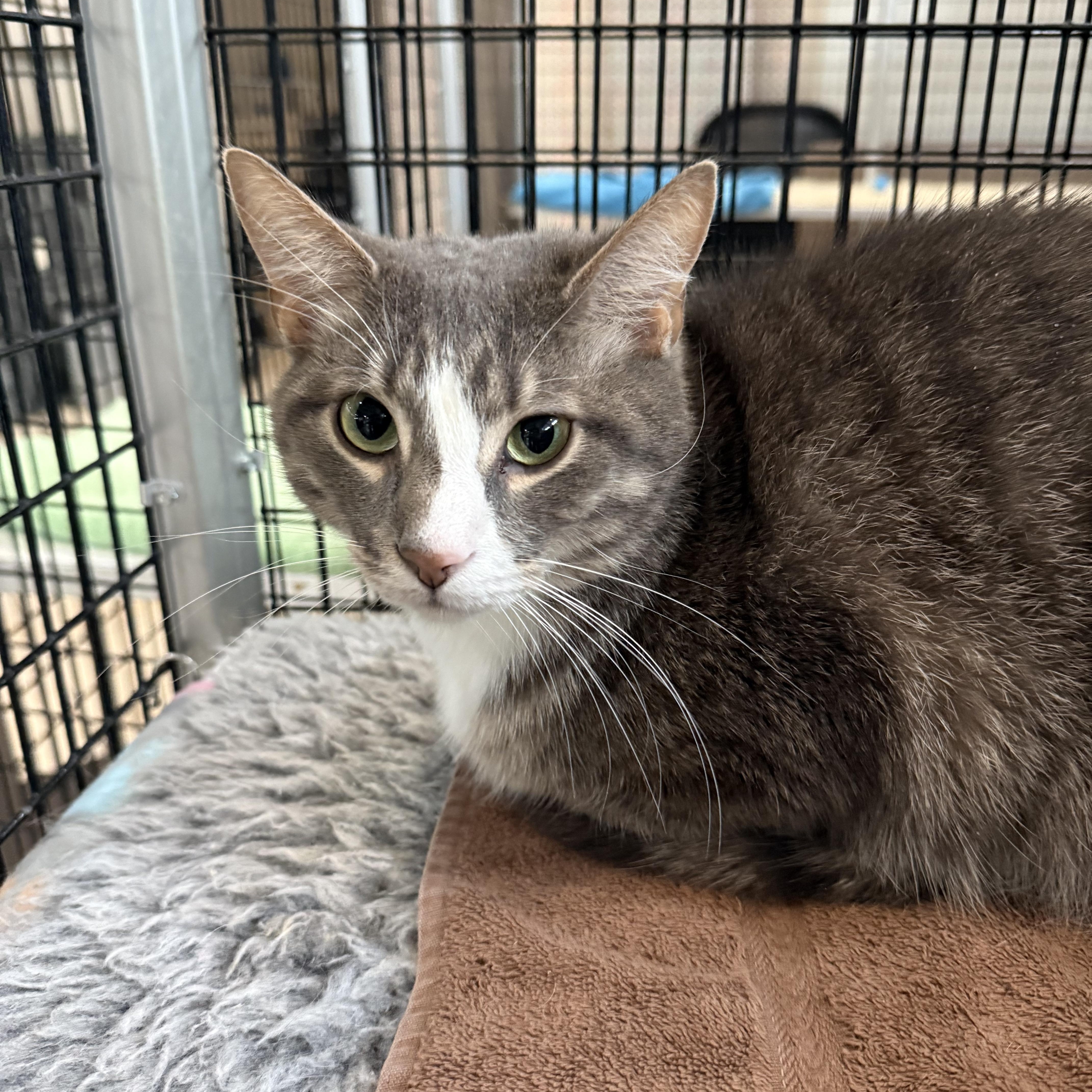 A young large-sized male Domestic Short Hair cat named Vito for adoption in Plymouth, MA