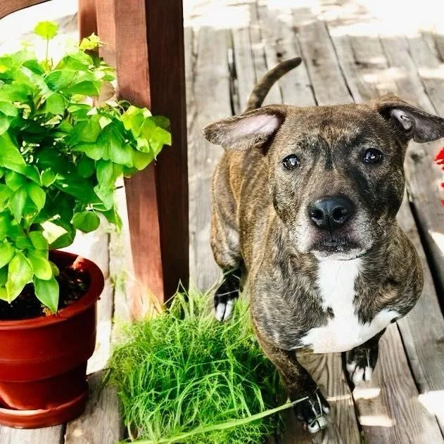 An adult medium-sized female American Staffordshire Terrier dog named Suzie for adoption in Winter haven, FL